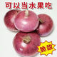 格沃斯（GEWOSI）紫紅皮水果洋蔥新鮮蔥頭現挖洋蔥5斤圓蔥頭批發(fā) 紫紅皮小果美味下飯烤肉伴侶 2斤 蔥頭