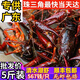 湖北潛江鮮活小龍蝦特大炮頭清水青蝦紅殼活蝦5斤裝【干凈免刷】 4567中蝦5斤（一斤大概18-20）