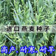 飼用燕麥草種子牧草種籽高產(chǎn)耐旱耐寒養(yǎng)殖牛羊馬兔魚草籽四季常青 飼用燕麥草【新種子包發(fā)芽】 5斤凈籽【春秋播種高產(chǎn)型】