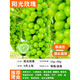 歐悟【買(mǎi)2顆送1顆】嫁接葡萄樹(shù)苗 南北方種植盆栽地栽庭院陽(yáng)臺果樹(shù)苗 陽(yáng)光玫瑰葡萄 六年大苗當年結果