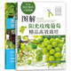 兩冊圖解陽光玫瑰葡萄高效栽培+圖說葡萄整形修剪與12月栽培管理 葡萄種植技術(shù)書籍葡萄實(shí)用栽培技