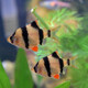 虎皮魚(yú)四間魚(yú)活體魚(yú)熱帶魚(yú)淡水魚(yú)小型魚(yú)群游觀(guān)賞魚(yú)皮實(shí)新手好養魚(yú) 10條黑虎皮3-4厘米