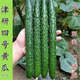 笑春風(fēng)津研四號(hào)黃瓜種子綠瓤心肉水果春秋四季陽(yáng)臺(tái)盆栽高產(chǎn)蔬菜種籽苗孑 津研四號(hào)黃瓜約30?！驹b】
