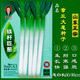 三育系列山東正宗章丘大蔥種子 鐵桿大梧桐蔥種籽 蔥白長(cháng)四季水果種孑脆甜 10克鐵桿巨蔥原裝袋約2000粒