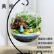 農民老史 桌面植物 微景觀(guān) 創(chuàng  )意植物 迷你盆栽 DIY植物 苔蘚生態(tài)瓶 美拍(12cm吊瓶)