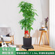 芙洛拉花園【兩小時達】發(fā)財樹盆栽大顆型樹樁植物綠植辦公室內(nèi)客廳開業(yè)喬遷 步步高發(fā)財樹