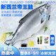 嘗鮮生 新西蘭進(jìn)口帝王鮭魚(yú)冰鮮三文魚(yú)刺身一整條 帝王鮭整條 4kg -4.5kg分切請留言