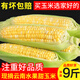 辰實(shí)云南水果玉米甜玉米 新鮮甜嫩水果玉米棒 甜玉米包谷 9斤【云南水果玉米】推薦