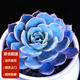 墨一【送貨上門(mén)】多肉植物帶盆栽好辦公室花卉盆栽紅寶石桃蛋多肉 藍石蓮 不含盆