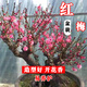 綠達臘梅花樹(shù)苗盆栽叢生地載庭院風(fēng)景樹(shù)耐寒紅梅矮化老樁原生素心蠟梅 6年紅梅樹(shù)形好+肥