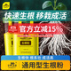 史丹利生根粉快速植物通用樹(shù)木移栽生根劑強力生根液扦插專(zhuān)用壯苗水溶肥 生根粉500g*1【店長(cháng)推薦】 史丹利榮譽(yù)出品