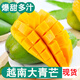 顏小葒越南大青芒果新鮮當(dāng)季現(xiàn)摘特大整箱青皮水果芒果源頭直發(fā) 4.5-5斤精選大果（單果450起）