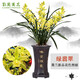 劉閣蘭花墨蘭大花 綠翡翠冬帶濃香花苞出售好養高檔蘭花苗蘭草花卉盆栽 3苗連體裸根