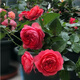 意軒月季特大花濃香果汁陽(yáng)臺庭院花卉植物盆栽薔薇四季玫瑰花苗帶花苞 紅果汁(灌木月季開(kāi)花季節帶花) 小苗含營(yíng)養缽