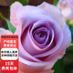 玫瑰花苗帶花苞花卉觀(guān)花綠植物室內陽(yáng)臺盆栽大花月季薔薇 紫玫瑰 不含盆