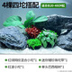 瘋狂水草（FKSC）魚(yú)缸水草真水草凈化底部水草坨草水榕皇冠草趴地矮珍珠直接入缸 無(wú)需底沙 入缸成景【適合20-30cm缸】