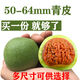 青皮核桃文玩賭青皮 盤一對(duì)四座樓獅子頭把玩手玩帶綠皮特大收藏 63-64MM 4個(gè)果 20mm以上