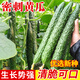 種菜記密刺黃瓜種子大黃瓜種子春秋露天蔬菜種子抗病高產(chǎn)可越冬黃瓜籽 密刺大黃瓜種子3克(小菜園)