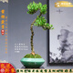 潮裕盆景黃楊盆景精品矮霸老樁造型真樹室內(nèi)花卉綠植盆栽客廳陽臺玄關(guān)擺件 黃楊盆景51 帶盆栽好