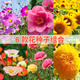 花沃里6款花種子套裝組合 四季種易活花卉種子組合太陽(yáng)花鳳仙花向日葵