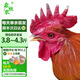 森牧農(nóng)散養(yǎng)大公雞正宗農(nóng)家土雞走地雞農(nóng)村溜達(dá)笨公雞新鮮宰殺 大紅公雞 3年大公雞3.8~4.3斤