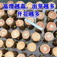 超大號巴西木帶芽開花早發(fā)芽多巨無霸粗越粗越好養(yǎng)桌擺水培土培 15厘米高6-7粗帶芽發(fā)貨 無擺件