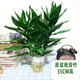 小冤家觀音竹富貴轉(zhuǎn)運(yùn)竹水養(yǎng)培玻璃花瓶植物荷花卉盆栽室內(nèi)客廳常綠花卉 觀音竹3支（塑料原盆）營養(yǎng)液x2