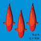 古介日本進口純種大日阪井錦鯉桃太郎觀賞魚精品好運錦鯉魚冷水魚錦鯉 火鯉一條（進口帶證書） 15-20厘米