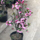 中夢(mèng)海棠花盆栽樹(shù)苗老樁長(cháng)壽冠陽(yáng)臺庭院花卉綠植物盆景 垂絲海棠 8年大苗【1棵裝】 不含盆
