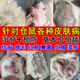 寵開(kāi)心倉(cāng)鼠皮膚病真菌感染治皮蘚瘙癢掉毛皮屑爛腳紅腫濕疹神仙水噴劑 單瓶【100毫升】針對(duì)皮膚病問(wèn)題