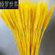 綺羅世界金色麥穗干花天然小麥客廳田園裝飾展會擺件演出道具開業(yè)大麥花束 50只【僅剩43件】 黃金大麥穗【寓意豐收】