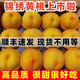 正宗湖南錦繡黃桃現摘現發(fā)當季孕婦新鮮水果錦繡桃子1/5順豐現貨W 1斤