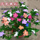 雙色茉莉濃香型四季開(kāi)花花期帶花發(fā)貨驅蚊驅蟲(chóng)室內外陽(yáng)臺耐寒花苞 濃香型【五色茉莉】包活驅蚊 7年苗買(mǎi)一發(fā)4】開(kāi)花爆滿(mǎn)驅蚊50米