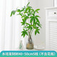 臨雅發(fā)財樹(shù)盆栽室內水培綠植物水養花卉辦公室桌面小招財擺件好養 水培發(fā)財樹(shù)40~50cm5枝-單發(fā)植物