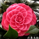 瑰瑋四季茶花樹(shù)苗大茶花樹(shù)山茶花大花茶花盆栽耐冬庭院綠化苗耐寒好養 15號六角大紅【5年苗當年開(kāi)花】 不含盆
