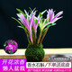 劉閣蘭花七彩香水石斛蘭花冬帶花苞好養綠植濃香型石斛花卉盆栽綠植驅蚊 3苗七彩石斛 苔蘚球無(wú)葉藝帶底托