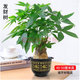 花友大型植物發(fā)財樹(shù)各種大顆盆栽開(kāi)業(yè)喬遷客廳辦公室內好養大型綠植 獨桿發(fā)財樹(shù)40-50厘米黑福盆 不含盆