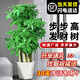 臨雅步步高發(fā)財樹三桿原生客廳大盆栽大型綠植喬遷新居辦公室開業(yè)送禮 三桿步步高1.3-1.4米+白色菱形盆