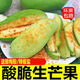 粵品【青芒果】酸芒果生吃廣西酸嘢新鮮水果海南象牙生芒果腌制酸脆果 生芒果3斤-送調(diào)料
