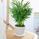 大型客廳室內盆栽綠植花卉植物鳳尾竹 散尾葵 富貴椰子袖珍椰子 總高50-60厘米 不含盆