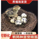 OIMG鵪鶉種蛋 鵪鶉蛋受精種蛋可孵化 受精種蛋孵化蛋新鮮鵪鶉 買10枚多發(fā)10枚【保受精10個】