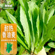 IDEAL理想農(nóng)業(yè) 油麥菜種子夏季耐熱甜脆香油麥菜種籽四季易種蔬菜種子