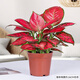富貴紅如意皇后室內盆栽植物凈化空氣開(kāi)業(yè)喬遷吉利綠植好養盆景 富貴紅不帶盆 帶盆栽好