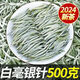 【特級(jí)全芽】2025年新茶云南大白毫銀針嫩芽普洱古樹茶雪芽月光白 500克 一斤 白毫銀針 量大實(shí)惠