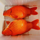 大品種興國紅鯉魚苗可食用淡水養(yǎng)殖魚苗荷包紅鯉魚苗批發(fā)包活 荷包紅鯉魚3-5厘米10條 +20%防損【快大品種】