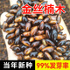 種花迷正宗金絲楠木樹種子四川小葉楠細(xì)葉金絲楠楨楠南木種子 金絲楠木種子10粒