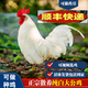 芊姹【當(dāng)天發(fā)貨】散養(yǎng)白公雞活雞純白無(wú)雜毛大公雞正宗藥引子活土雞 3斤重白公雞1只