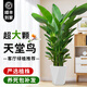 臨雅天堂鳥(niǎo)盆栽室內客廳大型綠植辦公室大葉植物花卉鶴望蘭去甲醛新房 天堂鳥(niǎo)1.1-1.3米+白小棱形盆