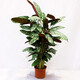 御春閣室內(nèi)綠植花卉盆栽室內(nèi)孔雀竹芋 貓眼彩虹綠植盆栽四季常青植物 新飛羽竹芋20-30高