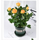 帶花苞玫瑰花盆栽 鉆石玫瑰四季開(kāi)花觀花綠植室內(nèi)陽(yáng)臺(tái)庭院帶盆栽好四季開(kāi)花 金黃玫瑰 【4棵帶盆栽好】